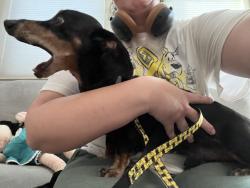 Found/Stray Male Dog last seen Near bar elementary school, Albuquerque, NM 87114