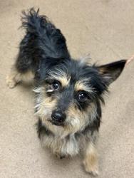 Shelter Stray Male Dog last seen Near N Deshong Rd, Stone Mountain, GA 30087, 30087, GA, Atlanta, GA 30341