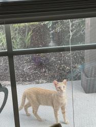 Found/Stray Unknown Cat last seen 9Mile and Chemstrand Rd, Pensacola, FL 32514