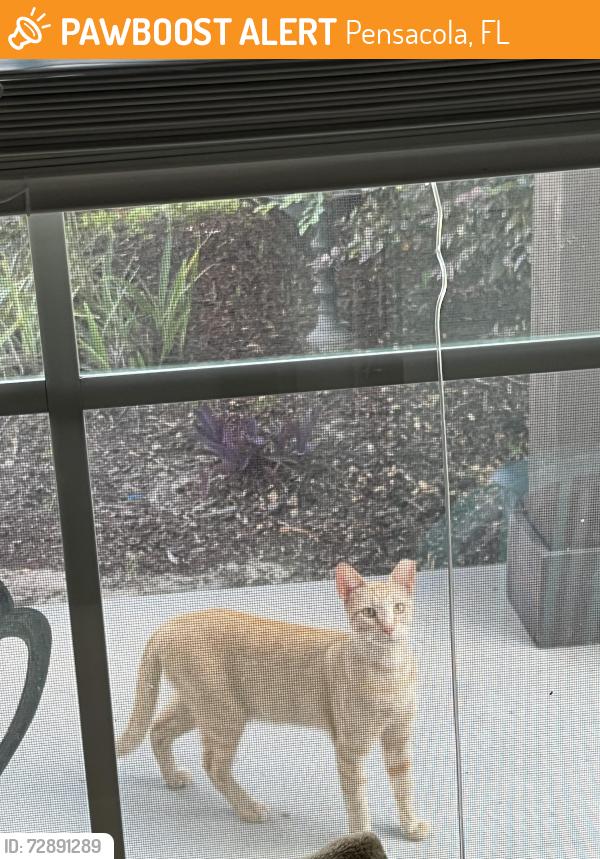 Found/Stray Unknown Cat last seen 9Mile and Chemstrand Rd, Pensacola, FL 32514
