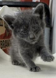 Shelter Stray Male Cat last seen Near Pikes Peak, 75149, TX, Mesquite, TX 75149