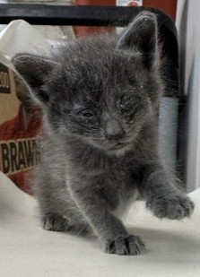 Shelter Stray Male Cat last seen Near Pikes Peak, 75149, TX, Mesquite, TX 75149