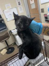 Shelter Stray Female Cat last seen North Charleston, SC 29406, North Charleston, SC 29406