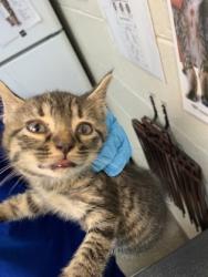 Shelter Stray Male Cat last seen North Charleston, SC 29406, North Charleston, SC 29406