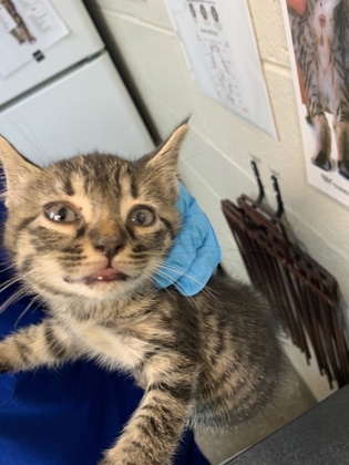 Shelter Stray Male Cat last seen North Charleston, SC 29406, North Charleston, SC 29406