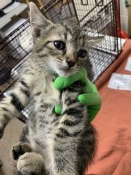 Shelter Stray Female Cat last seen North Charleston, SC 29406, North Charleston, SC 29406