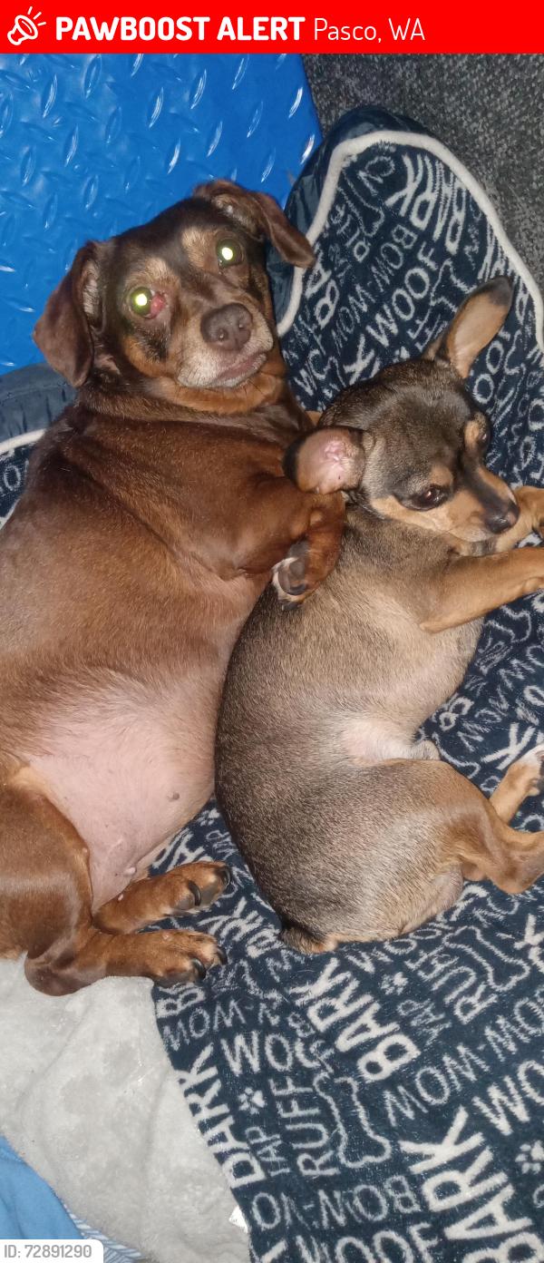 Lost Male Dog last seen 4th Ave  pasco behind tri city battery.  Green tree Rv park., Pasco, WA 99301