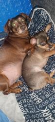 Lost Male Dog last seen 4th Ave  pasco behind tri city battery.  Green tree Rv park., Pasco, WA 99301