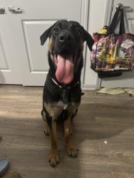 Reunited Female Dog last seen Susan and 20th St Sw, Lehigh Acres, FL 33976
