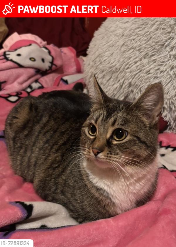 Lost Female Cat last seen Home, Caldwell, ID 83605