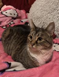 Lost Female Cat last seen Home, Caldwell, ID 83605