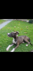 Found/Stray Female Dog last seen Tire king and state route 7 , Lauderhill, FL 33311