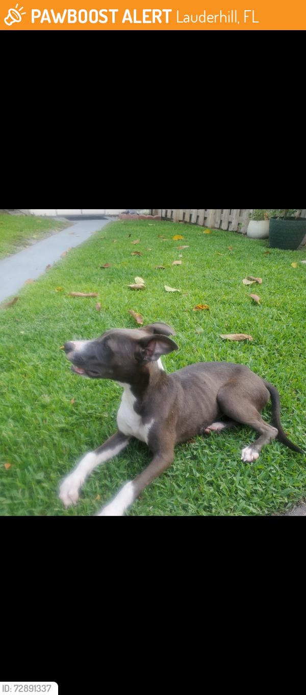 Found/Stray Female Dog last seen Tire king and state route 7 , Lauderhill, FL 33311