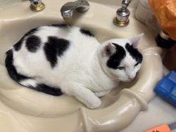 Found/Stray Male Cat last seen Shady springs court, Los Angeles, CA 91326