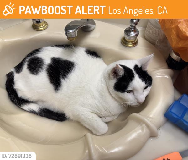 Found/Stray Male Cat last seen Shady springs court, Los Angeles, CA 91326