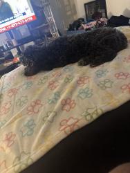 Lost Female Dog last seen Near Redlands ave, Dayton, OH 45402