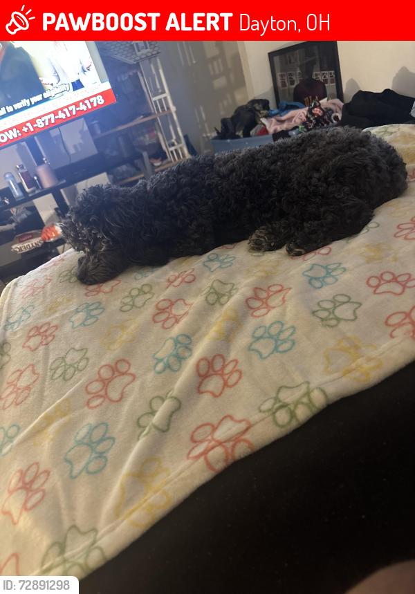 Lost Female Dog last seen Near Redlands ave, Dayton, OH 45402