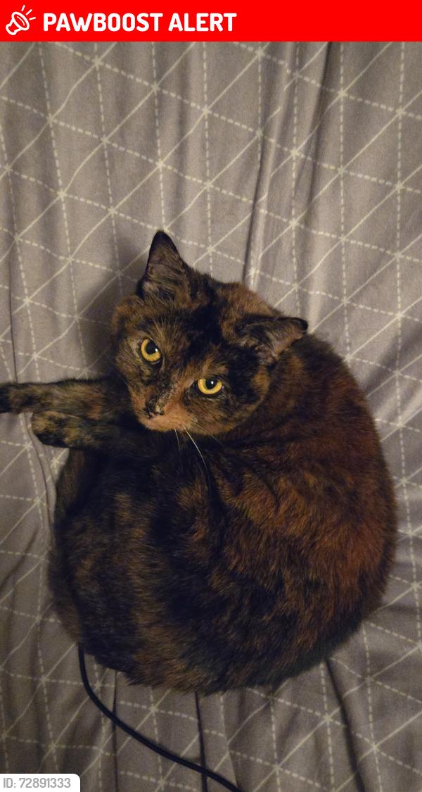 Lost Female Cat last seen Maid Marions , Charlottetown, PE C1A 2Z4