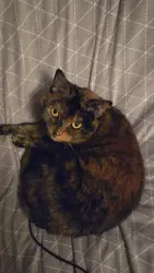 Lost Female Cat last seen Maid Marions , Charlottetown, PE C1A 2Z4