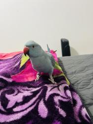 Lost Female Bird last seen North Miami Beach , North Miami Beach, FL 33169