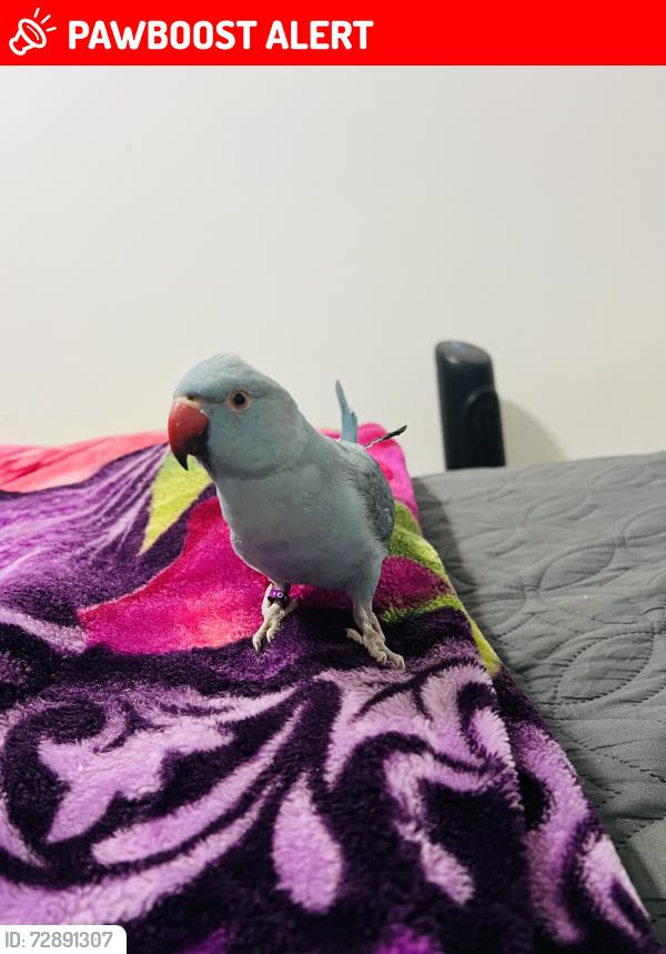 Lost Female Bird last seen North Miami Beach , North Miami Beach, FL 33169