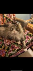 Lost Female Cat last seen oregon rd, Northwood, OH 43619