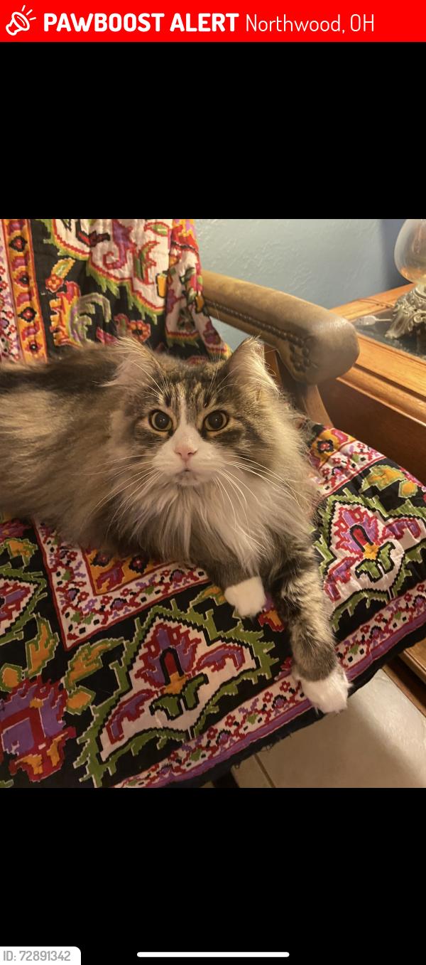 Lost Female Cat last seen oregon rd, Northwood, OH 43619