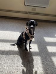 Reunited Male Dog last seen Mount overlook ave, Cleveland, OH 44104
