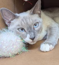 Shelter Stray Female Cat last seen sw 1st / SW Naito, PORTLAND, OR, 97201, 1700 W Historic Columbia River Hwy, Troutdale, OR 97060, USA