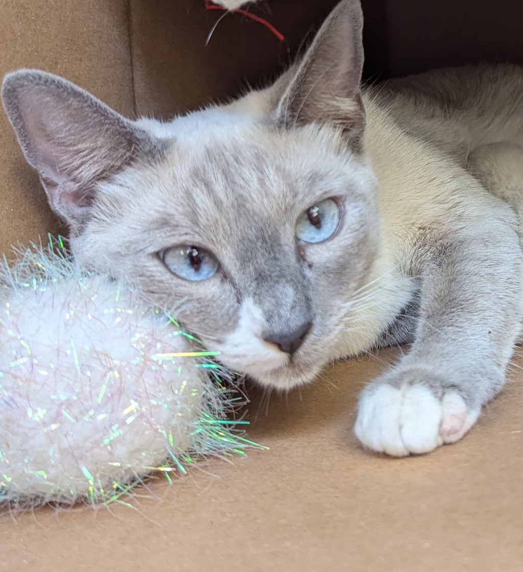 Shelter Stray Female Cat last seen sw 1st / SW Naito, PORTLAND, OR, 97201, 1700 W Historic Columbia River Hwy, Troutdale, OR 97060, USA