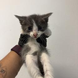 Shelter Stray Male Cat last seen Near Preece Street, San Diego, CA, 92111, San Diego, CA 92110