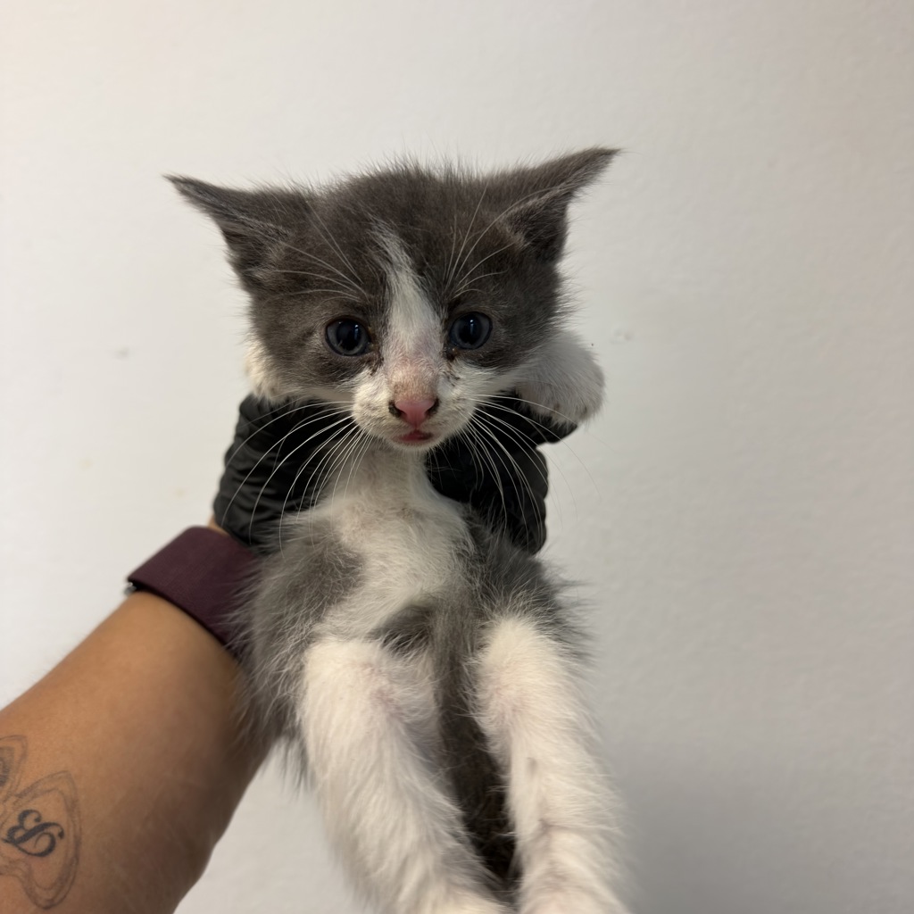 Shelter Stray Male Cat last seen Near Preece Street, San Diego, CA, 92111, San Diego, CA 92110