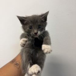 Shelter Stray Male Cat last seen Near Preece Street, San Diego, CA, 92111, San Diego, CA 92110