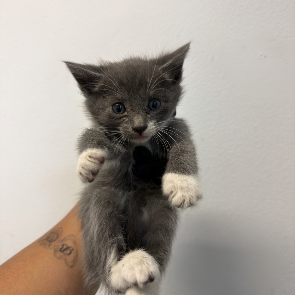 Shelter Stray Male Cat last seen Near Preece Street, San Diego, CA, 92111, San Diego, CA 92110