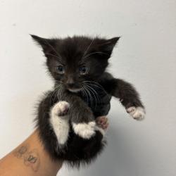 Shelter Stray Male Cat last seen Near Preece Street, San Diego, CA, 92111, San Diego, CA 92110