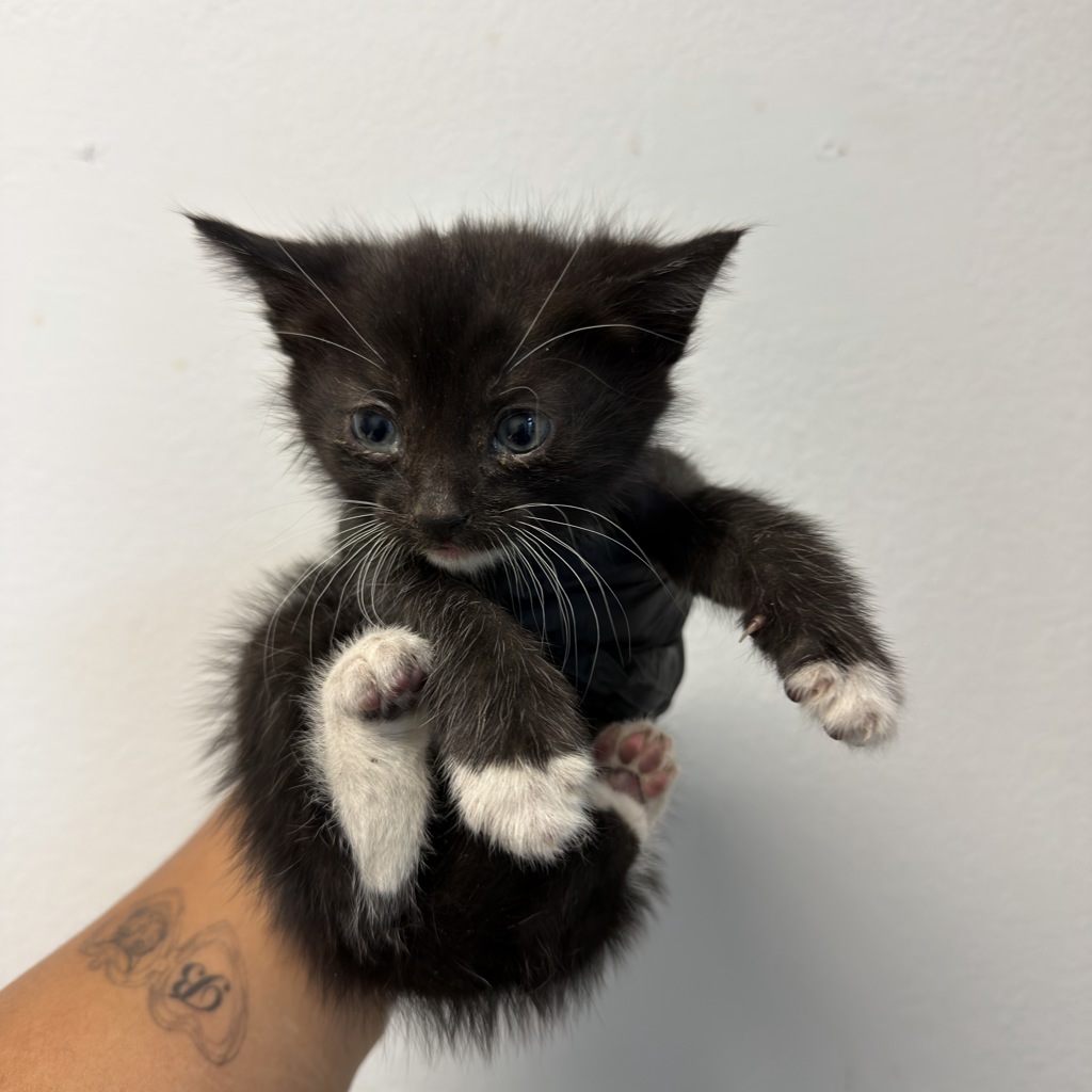Shelter Stray Male Cat last seen Near Preece Street, San Diego, CA, 92111, San Diego, CA 92110
