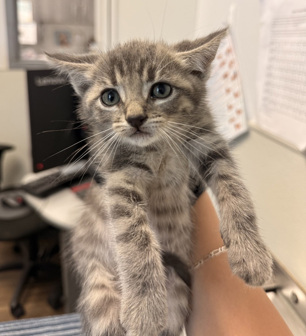 Shelter Stray Male Cat last seen Found in back yard, San Diego, CA, 92124, San Diego, CA 92110