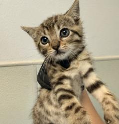 Shelter Stray Female Cat last seen Found in back yard, San Diego, CA, 92124, San Diego, CA 92110