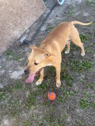 Lost Female Dog last seen Susan and 20th Sw, Lehigh Acres, FL 33976