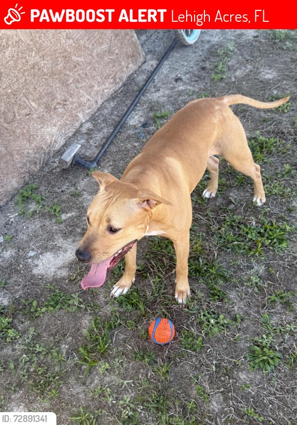 Lost Female Dog last seen Susan and 20th Sw, Lehigh Acres, FL 33976