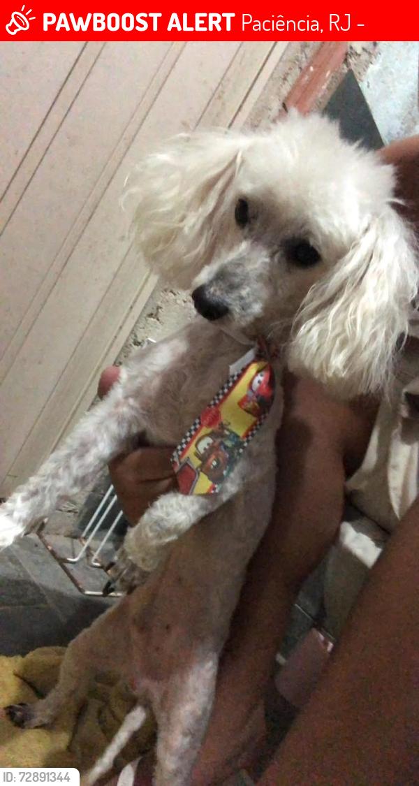 Lost Male Dog last seen UPA DO 7 de abril , Paciência, RJ 23587-010