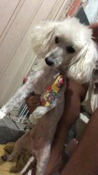 Lost Male Dog last seen UPA DO 7 de abril , Paciência, RJ 23587-010