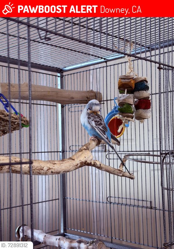 Lost Female Bird last seen Quinn St and Garfield Ave Downey , Downey, CA 90241