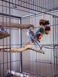 Lost Female Bird last seen Quinn St and Garfield Ave Downey , Downey, CA 90241