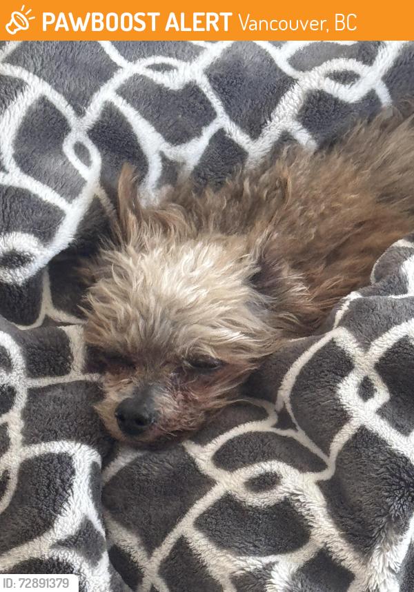 Found/Stray Male Dog last seen East 57th and Fraser street, Vancouver, BC 
