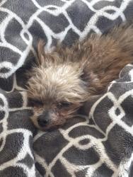 Found/Stray Male Dog last seen East 57th and Fraser street, Vancouver, BC 