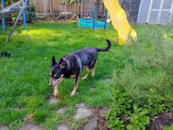 Found/Stray Male Dog last seen S 264th St, Des Moines, WA 98198