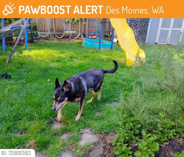 Found/Stray Male Dog last seen S 264th St, Des Moines, WA 98198