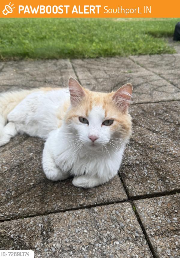 Found/Stray Unknown Cat last seen Southport Elementary, Southport, IN 46227