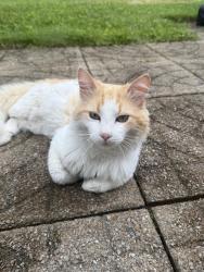 Found/Stray Unknown Cat last seen Southport Elementary, Southport, IN 46227